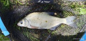 Common Bream