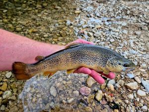 Brown Trout