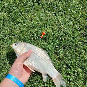 Prussian Carp
