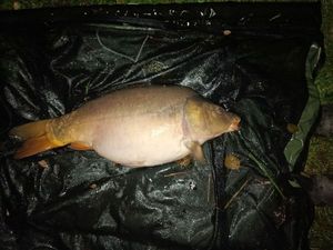 Mirror Carp
