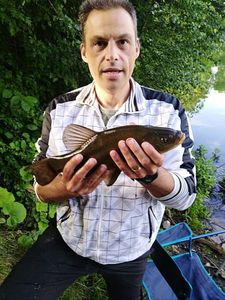 Tench