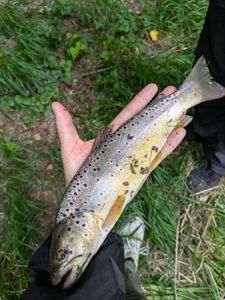 Brown Trout