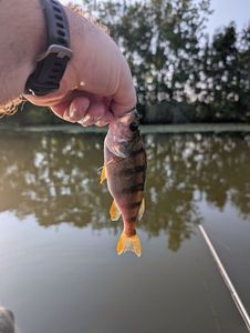 European Perch