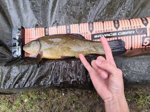 Tench