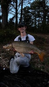 Common Carp