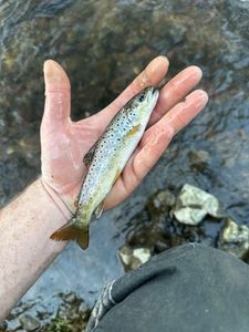 Brown Trout