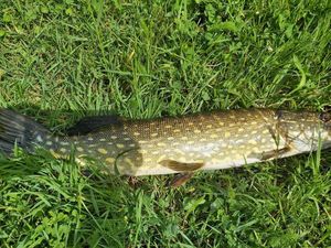 Northern Pike