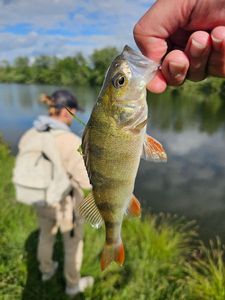 European Perch