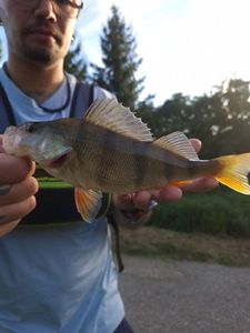 European Perch