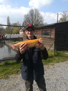 Rainbow Trout