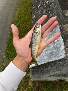 Brown Trout