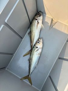 Greenback Horse Mackerel