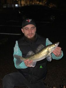 Zander