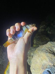 Mediterranean Rainbow Wrasse