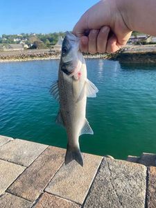 European Bass (Seabass)