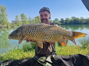 Common Carp