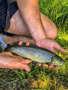 Brown Trout