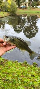 Largemouth Bass