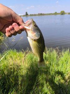 Largemouth Bass