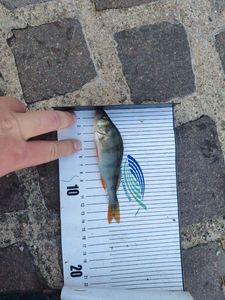 European Perch