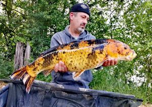 Koï Fish