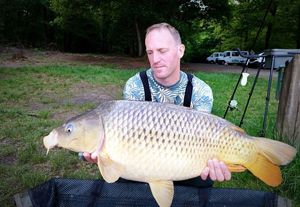 Common Carp