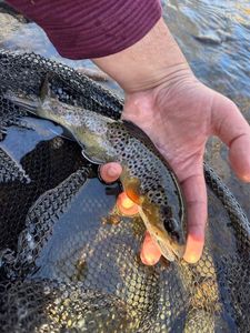 Brown Trout