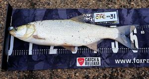 Asp caught by V-L Fishing