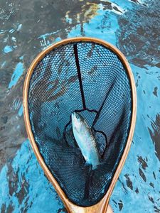 Rainbow Trout