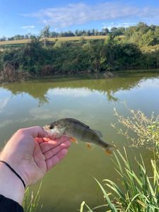 European Perch