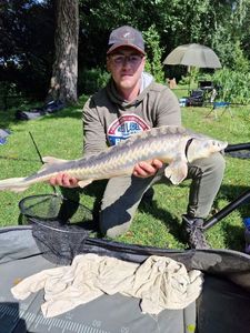 Sturgeon