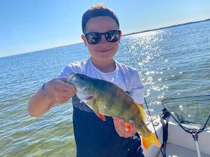 European Perch