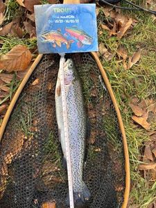Rainbow Trout