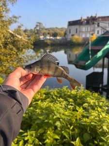 European Perch