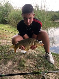 Common Carp