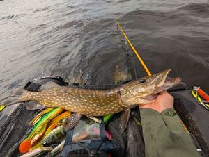 Northern Pike