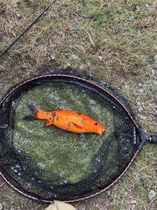 Koï Fish
