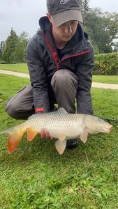 Common Carp
