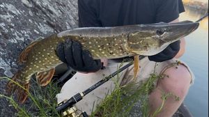 Northern Pike