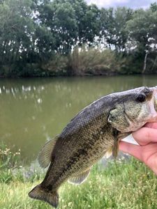 Largemouth Bass