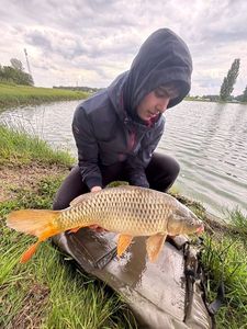 Common Carp