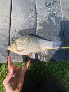 Crucian Carp