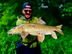 Barbel