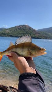 European Perch