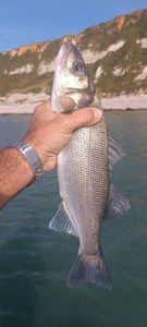 European Bass (Seabass)
