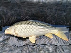 Common Carp