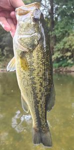 Blackbass de 40 et 44 cm et une perche de 37cm  en surface popper decatlon canne 4 14 g