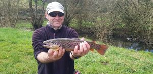 Brown Trout