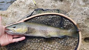 Brown Trout