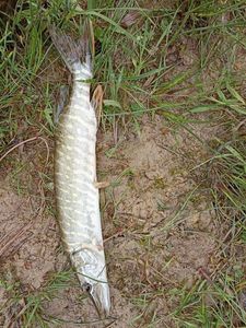 Northern Pike